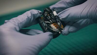 NATO güçleri için üretilen cyborg böcek sürüleri test