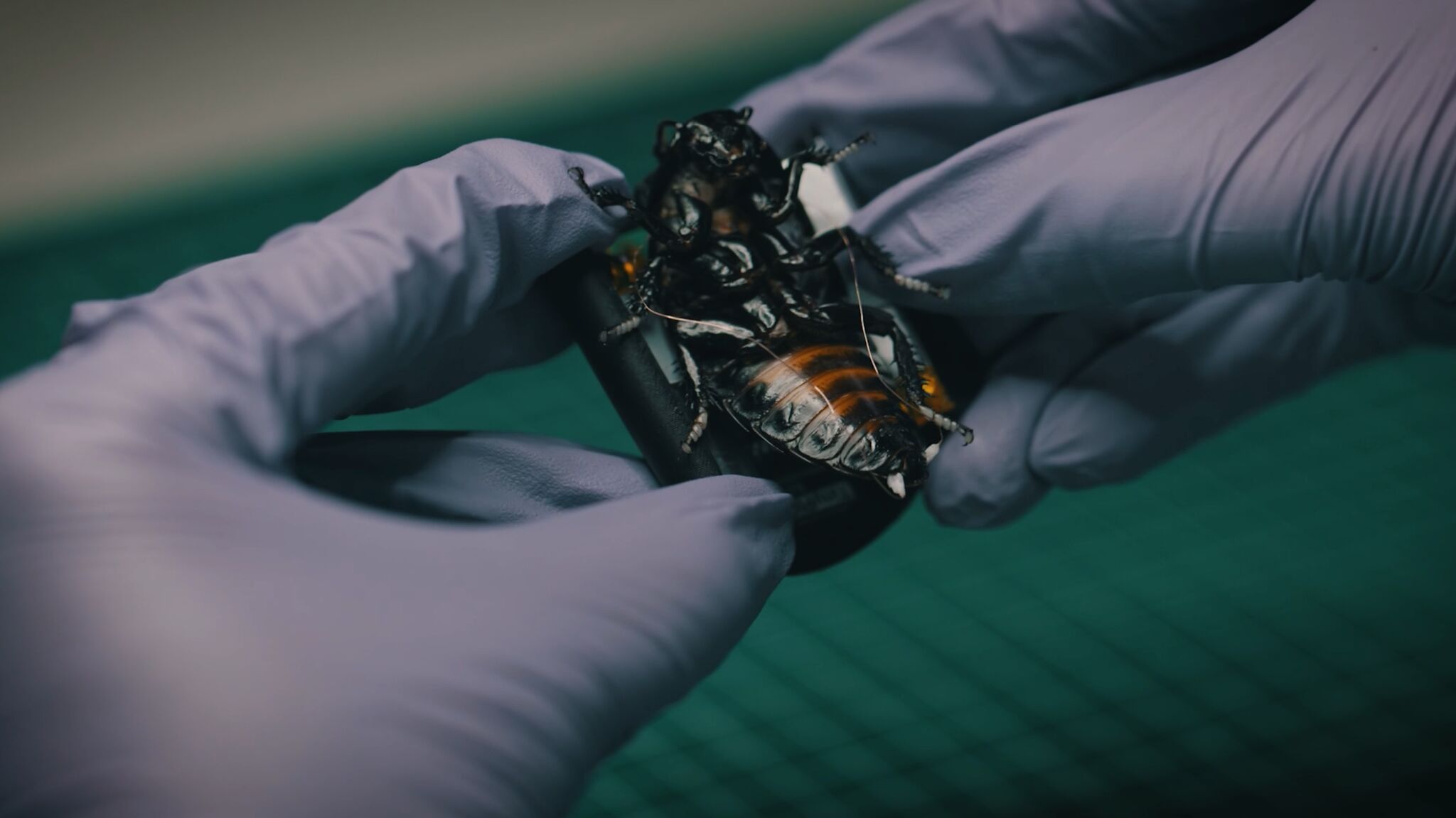 Almanya’dan NATO istihbaratı için “böcek sürüsü”